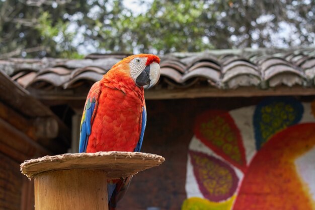 Acercamiento de un colorido guacamayo escarlata