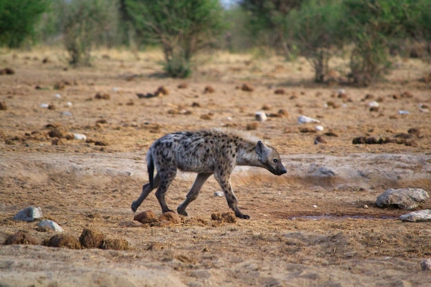 Acercamiento de una hiena negra y marrón caminando sobre la arena en el bosque en un día soleado