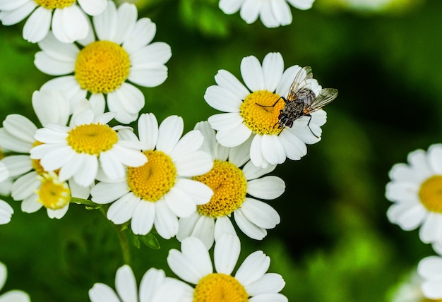 Acercamiento de una mosca en una hermosa pequeña margarita flores
