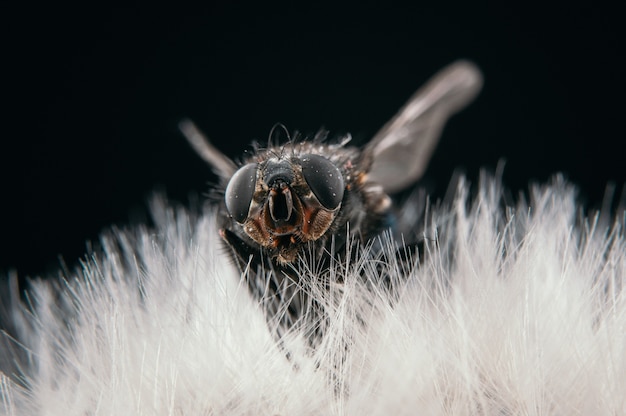 Acercamiento de una mosca sentada sobre un diente de león aislado