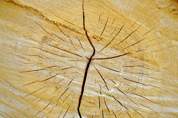 Acercamiento de un tronco de madera cortada con hermosos patrones en él