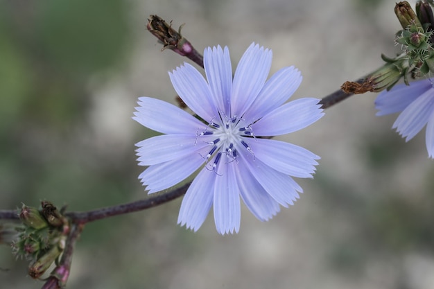 Achicoria común, Cichorium intybus, flor, Malta, Mediterráneo