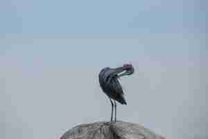 Foto gratuita acicalarse garza azul egretta caerulea