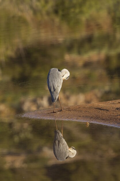 Acicalarse Garza real Ardea cinerea