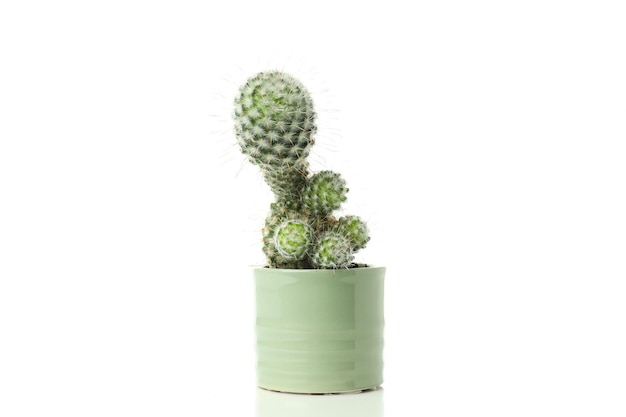 Acogedor pasatiempo cultivando plantas de casa cactus aislado sobre fondo blanco