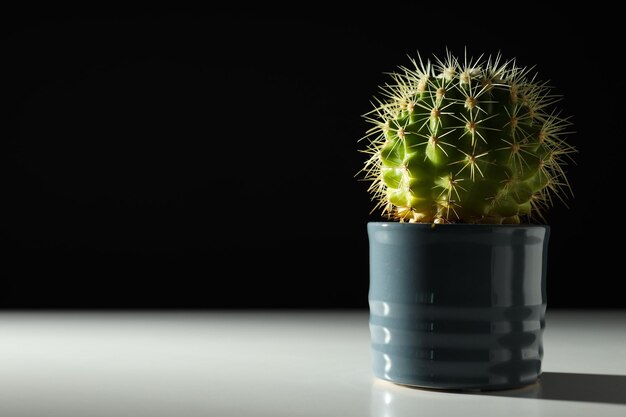 Acogedora casa de cultivo de pasatiempos o cactus de plantas de interior