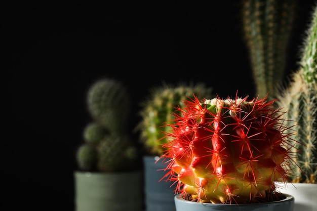 Acogedora casa de cultivo de pasatiempos o cactus de plantas de interior