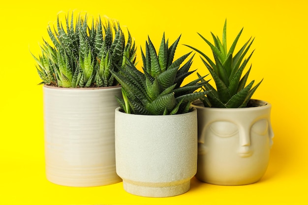 Foto gratuita acogedora casa de cultivo de pasatiempos o cactus de plantas de interior