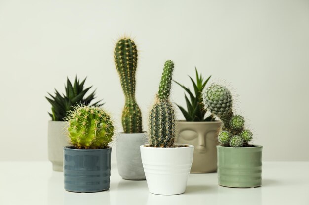 Acogedora casa de cultivo de pasatiempos o cactus de plantas de interior