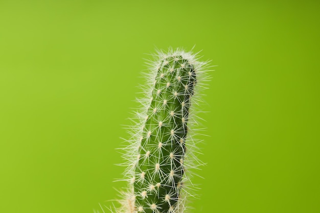 Acogedora casa de cultivo de pasatiempos o cactus de plantas de interior