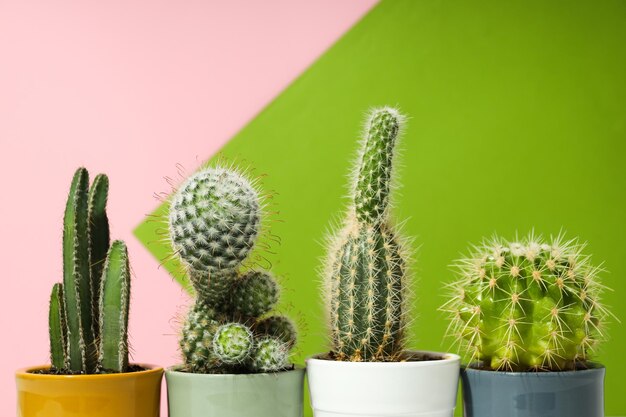 Foto gratuita acogedora casa de cultivo de pasatiempos o cactus de plantas de interior