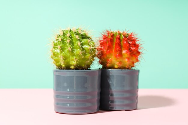 Acogedora casa de cultivo de pasatiempos o cactus de plantas de interior