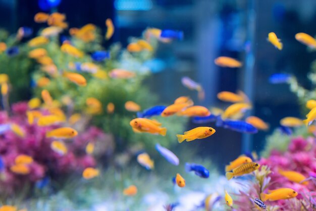 Acuario con peces naranjas y azules