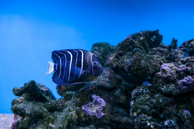 Acuario, pez, arrecife, mar, coral