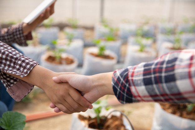 Acuerdo de negocios dándose la mano en una plantación de melones.