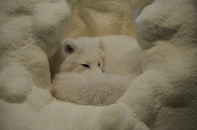 Acurrucado zorro ártico en una cueva de nieve.