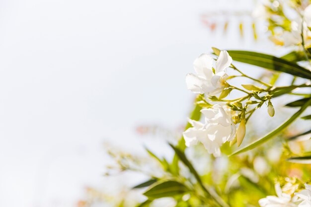 Adelfa blanca florece creciendo en un jardín