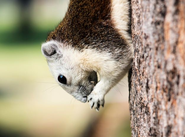 Adorable ardilla en el árbol