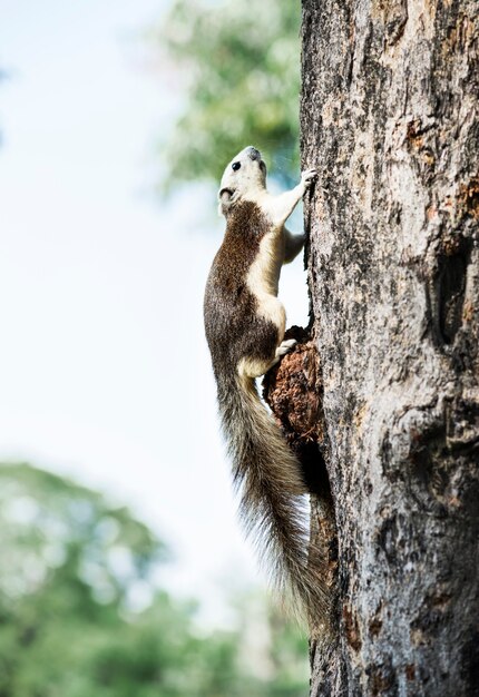 Adorable ardilla en el arbol