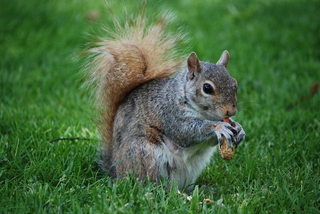 Adorable ardilla con una cola gruesa y esponjosa en la naturaleza.