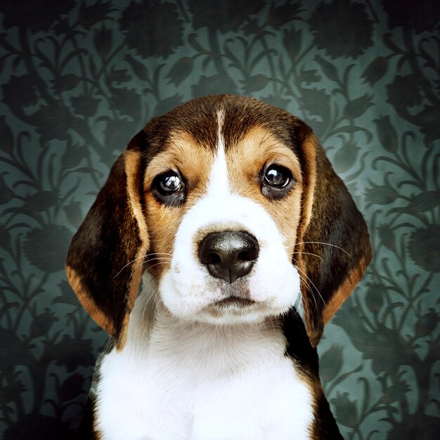 Adorable beagle cachorro solo retrato