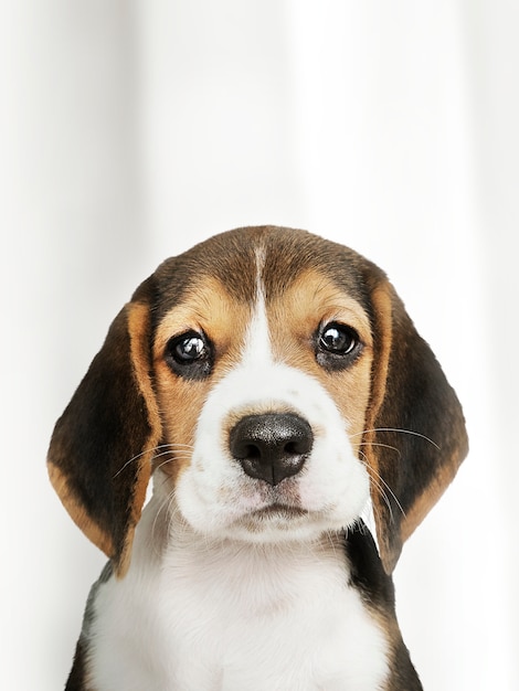 Foto gratuita adorable beagle cachorro solo retrato