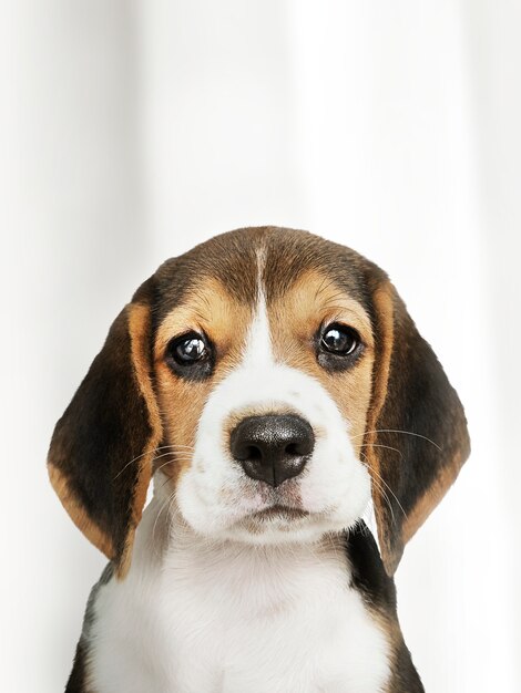 Adorable beagle cachorro solo retrato