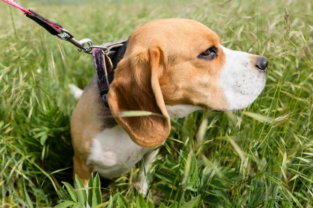 Foto gratuita adorable beagle disfrutando de un paseo en la naturaleza