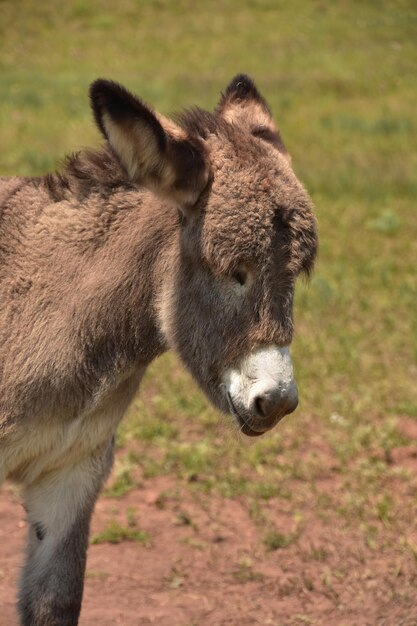 Adorable bebé burro marrón de cerca y en persona