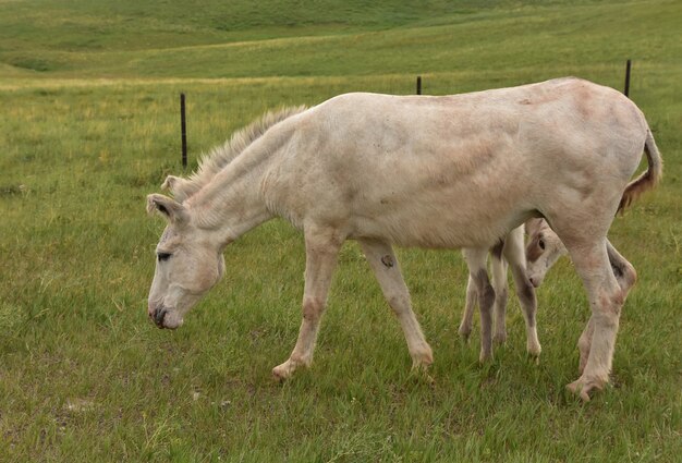 Adorable bebé burro mirando debajo de su mamá en un campo en Dakota del Sur.