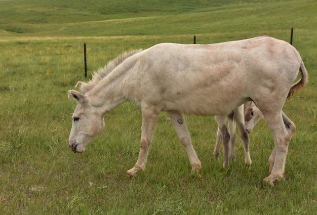 Adorable bebé burro mirando debajo de su mamá en un campo en Dakota del Sur.