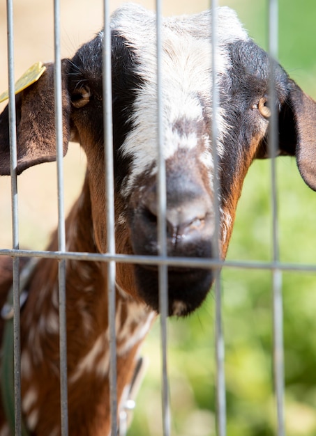 Foto gratuita adorable bebé cabra al aire libre