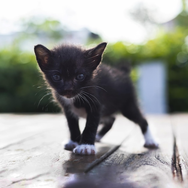 Adorable bebé gatito caminando