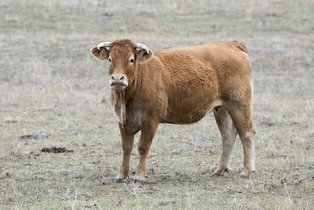 Adorable buey marrón con cuernos en el campo de hierba