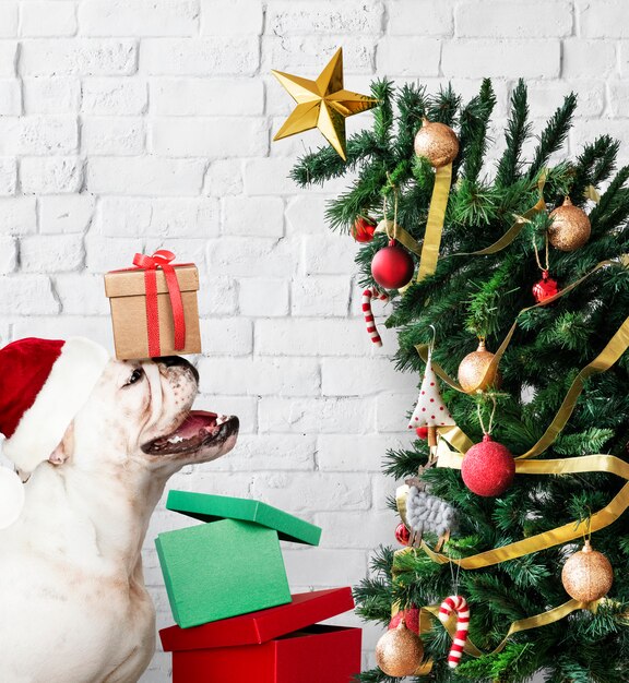 Adorable bulldog cachorro de pie junto a un árbol de Navidad