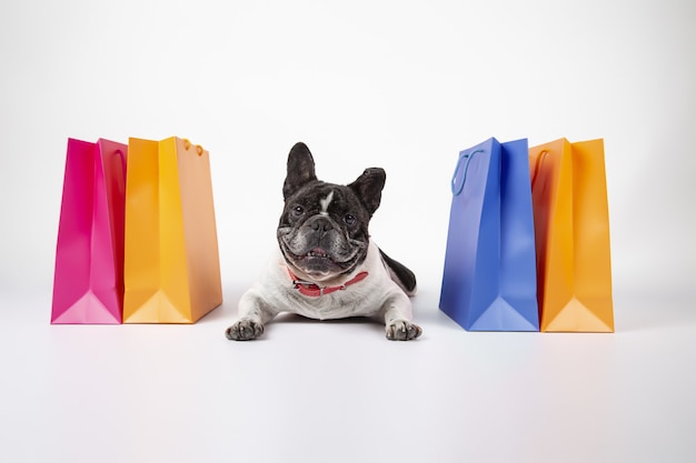 Adorable bulldog francés con coloridas bolsas de la compra aislado sobre fondo blanco.