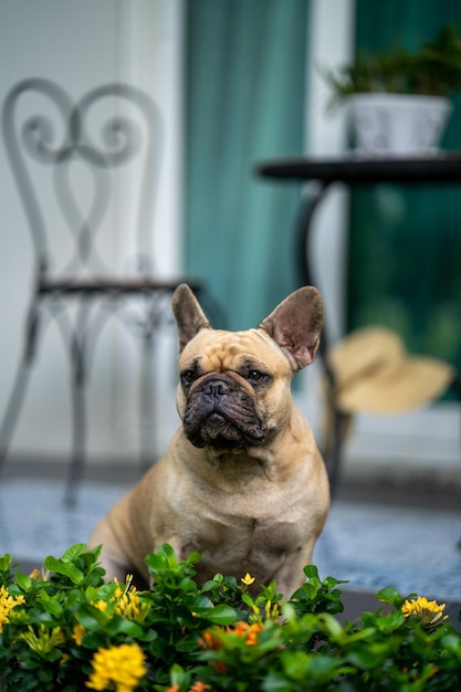 Adorable bulldog francés en el jardín de una casa