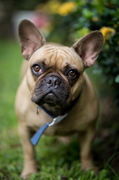 Adorable bulldog francés en un parque