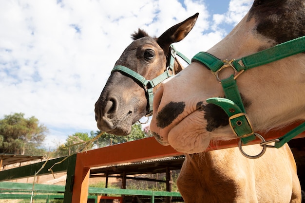 Foto gratuita adorable burro al aire libre en la granja