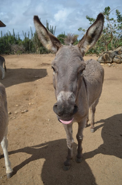 Adorable burro sacando su lengua rosada