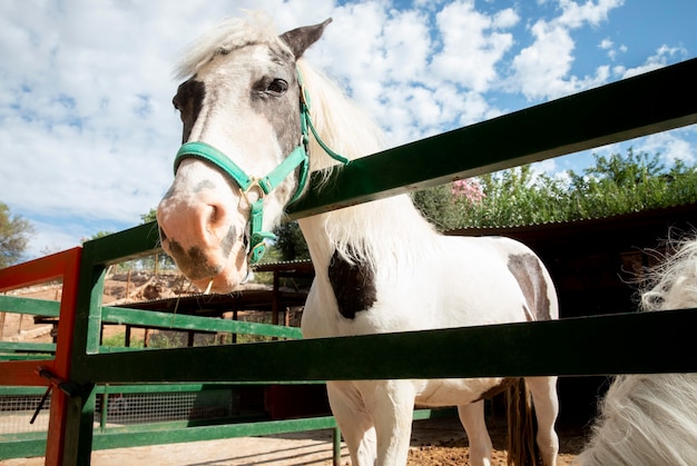 Adorable caballo en la granja al aire libre