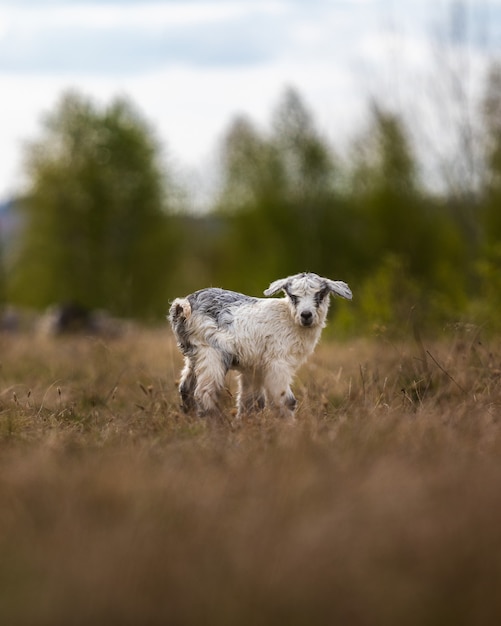 Adorable cabra en el campo en la zona rural