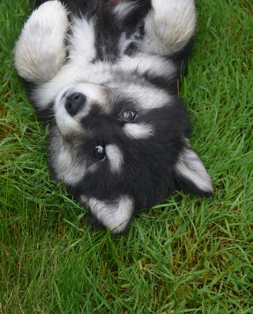 Foto gratuita adorable cachorro alusky en la espalda en la hierba verde.