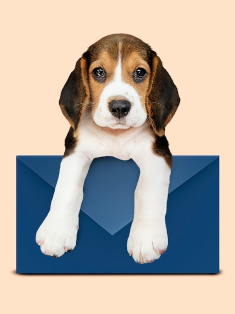 Adorable cachorro Beagle con un sobre azul