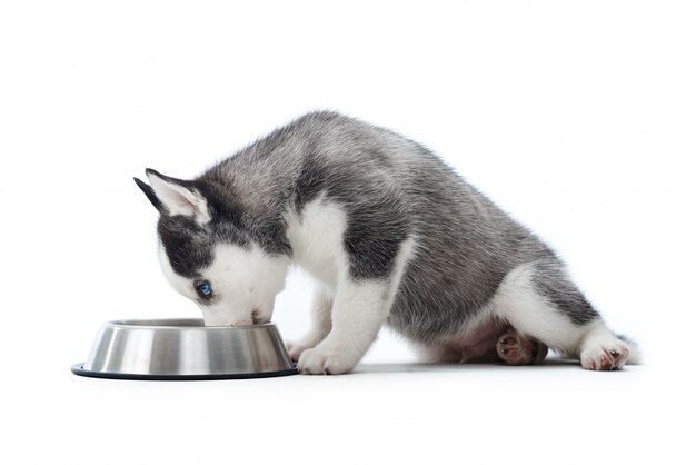 Adorable cachorro de husky siberiano sentado aislado en blanco comiendo comida de un tazón de fuente copyspace.