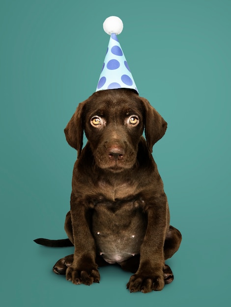 Adorable cachorro labrador retriever con un sombrero de fiesta