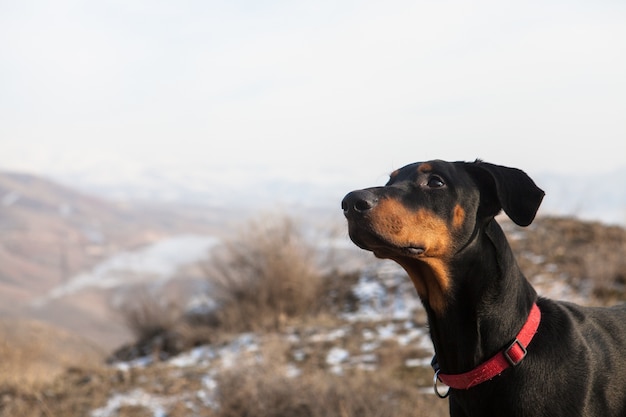 Foto gratuita un adorable cachorro en las montañas