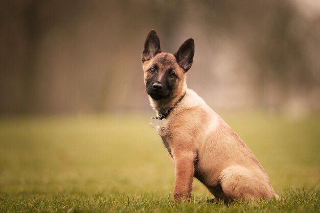 Adorable cachorro de pastor belga malinois al aire libre durante el día