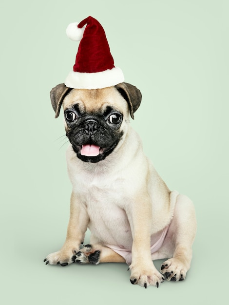 Adorable cachorro Pug con un sombrero de Navidad