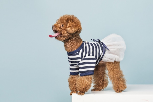 Adorable caniche con una linda camisa a rayas y una falda blanca sobre azul